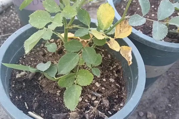 老桩月季的移栽注意事项，可以在冬季进行