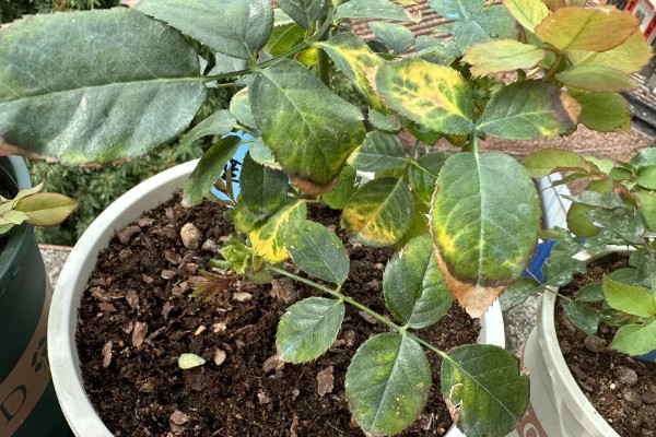 老桩月季的移栽注意事项，可以在冬季进行