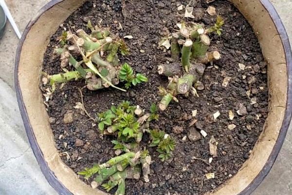 老桩月季的移栽注意事项，可以在冬季进行