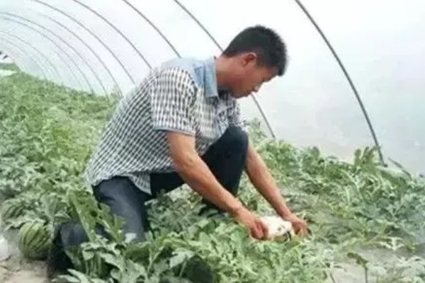 西瓜为什么会空秧，通常是气候差、栽培及管理不当所致