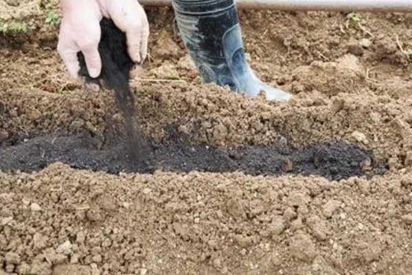 太子参可以施什么肥，长出幼苗之前施用过磷酸钙