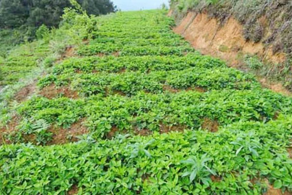 太子参可以施什么肥，长出幼苗之前施用过磷酸钙