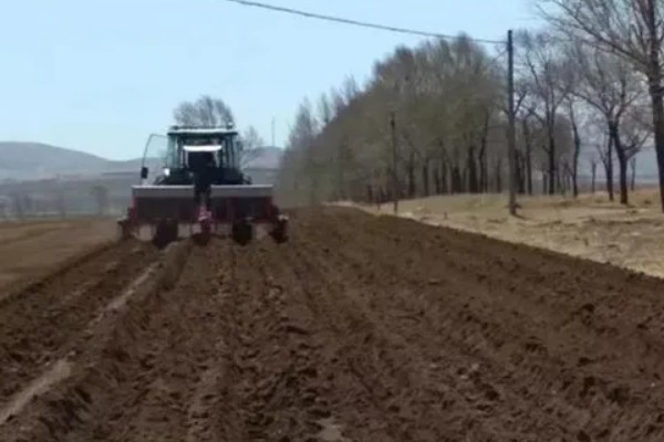 太子参可以施什么肥，长出幼苗之前施用过磷酸钙