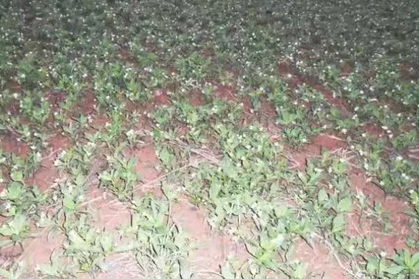 太子参可以施什么肥，长出幼苗之前施用过磷酸钙