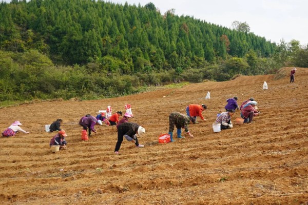 太子参可以施什么肥，长出幼苗之前施用过磷酸钙
