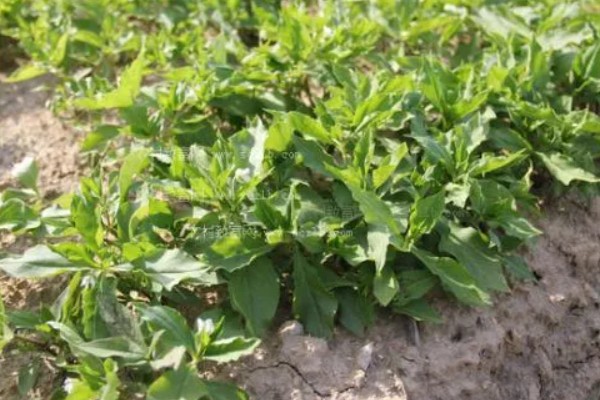 太子参可以施什么肥，长出幼苗之前施用过磷酸钙