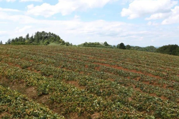 太子参可以施什么肥，长出幼苗之前施用过磷酸钙