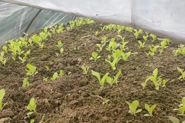 生菜苗能晒太阳吗，生菜苗可以晒太阳