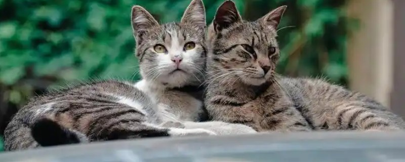 猫咪怀孕能不能打疫苗，注射后可能会导致流产