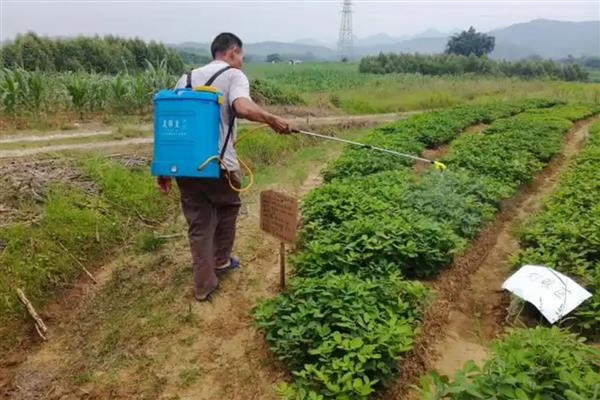 敌草胺怎么使用，兑水稀释后再喷雾