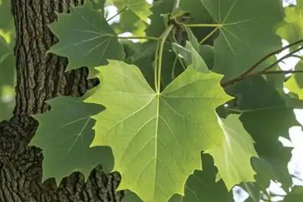 梧桐树的叶片外观，呈宽卵形、卵形等形状