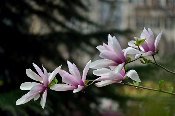 玉兰花的花语，寓意高洁坚贞、忠贞不渝等