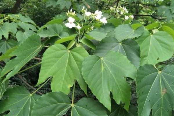 梧桐树的叶片外观，呈宽卵形、卵形等形状