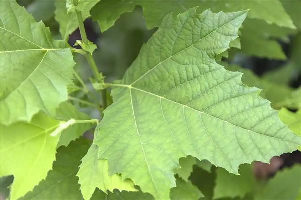 梧桐树的叶片外观，呈宽卵形、卵形等形状