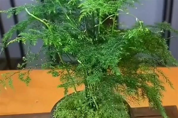 文竹叶片发黄的解决措施，需调控肥水
