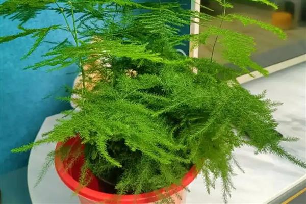 文竹叶片发黄的解决措施，需调控肥水