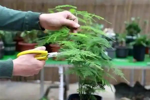 文竹叶片发黄的解决措施，需调控肥水