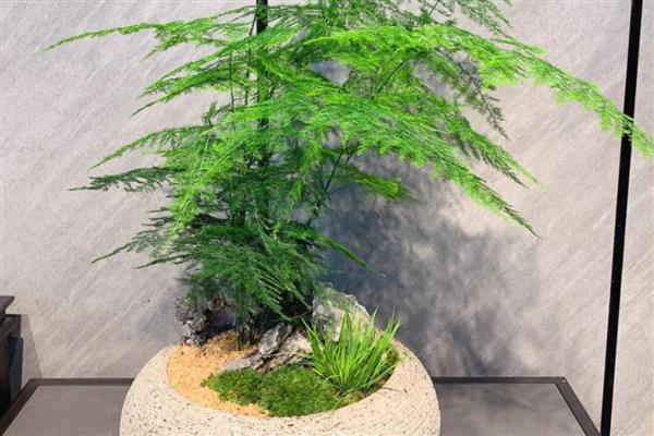 文竹叶片发黄的解决措施，需调控肥水