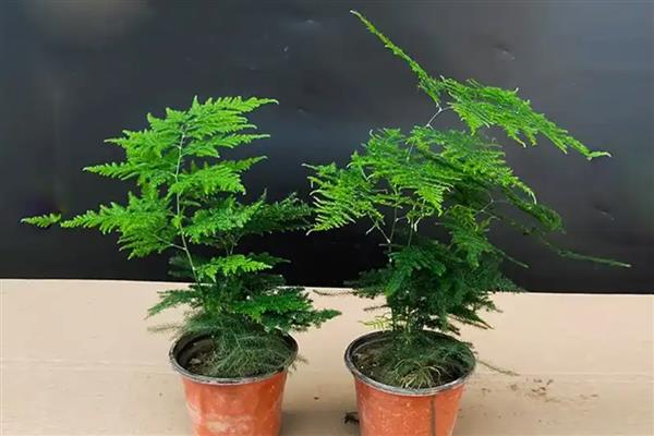 文竹叶片发黄的解决措施，需调控肥水
