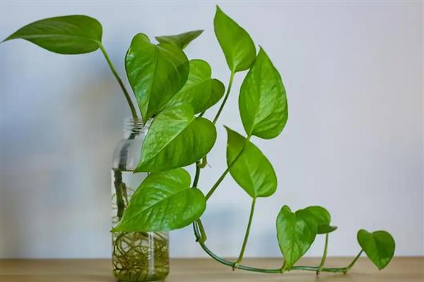 水培绿萝怎么养，每次换水后滴几滴营养液