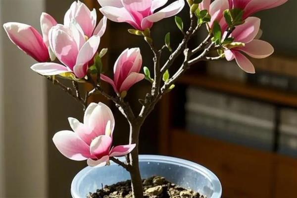 玉兰花的花语，寓意高洁坚贞、忠贞不渝等