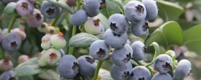 蓝莓开花到成熟要几天，一般需要60天左右