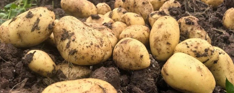 中熟马铃薯的品种，有闽薯1号、紫花白等