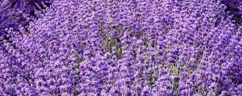 薰衣草的花期，花期在6-8月份