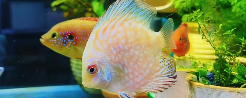 七彩神仙鱼得白点病的原因,可能是水质污染所致