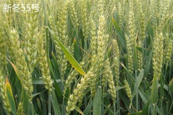 穗形大的小麦品种，推荐山农30、石农086等