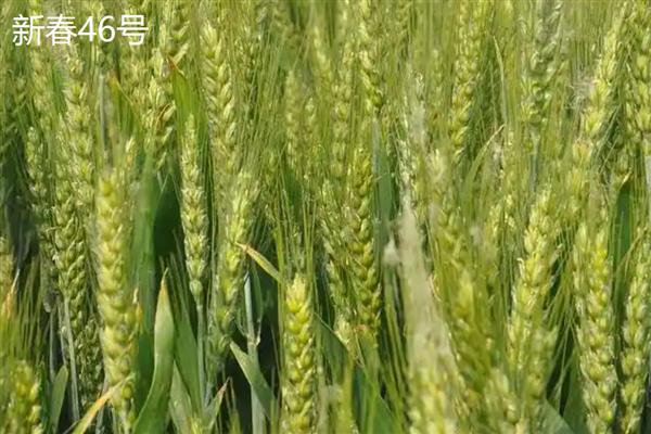 穗形大的小麦品种，推荐山农30、石农086等