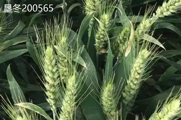 穗形大的小麦品种，推荐山农30、石农086等