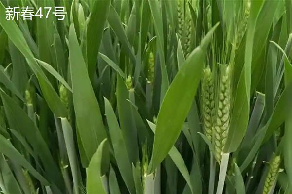 穗形大的小麦品种，推荐山农30、石农086等