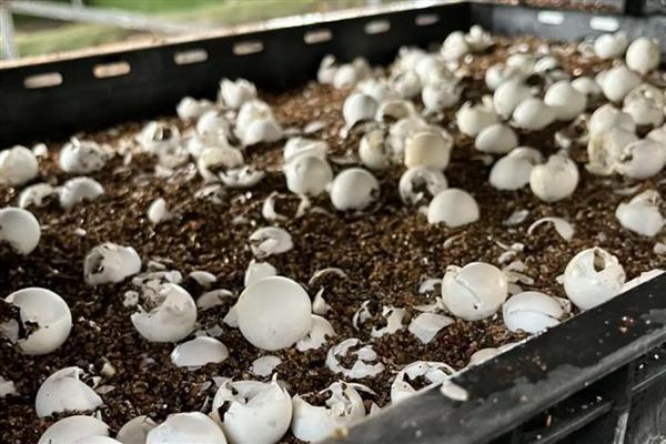 甲鱼蛋孵化几天可以出壳，自然孵化需要2-3个月