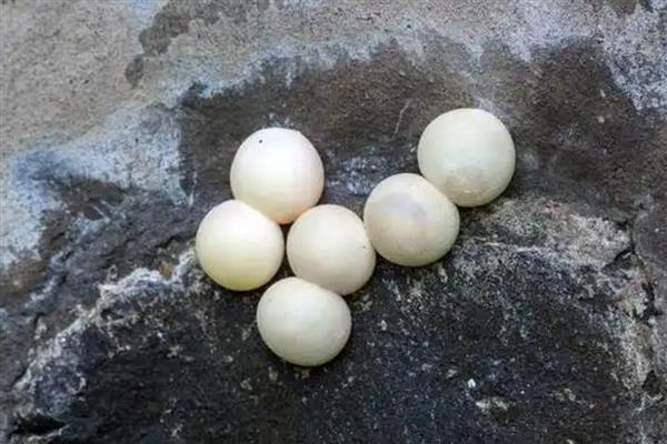 甲鱼蛋孵化几天可以出壳，自然孵化需要2-3个月