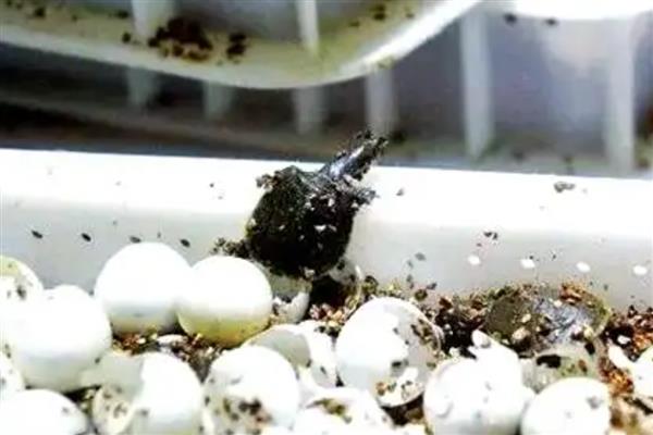 甲鱼蛋孵化几天可以出壳，自然孵化需要2-3个月