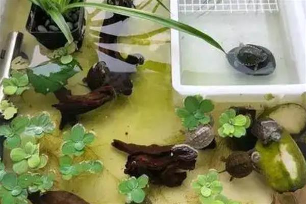 草龟要不要放水里养，需要放在水中养