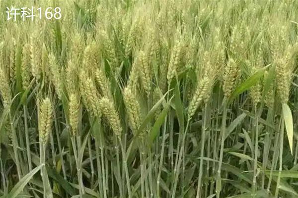 穗形大的小麦品种，推荐山农30、石农086等
