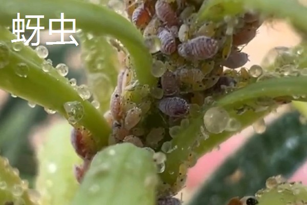 芦荟女王的病虫害如何防治，不同病害的防治方法不同