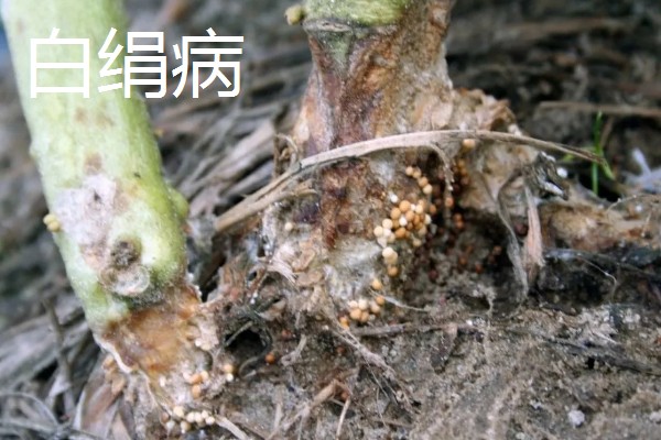 芦荟女王的病虫害如何防治，不同病害的防治方法不同