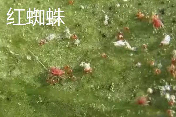 芦荟女王的病虫害如何防治，不同病害的防治方法不同