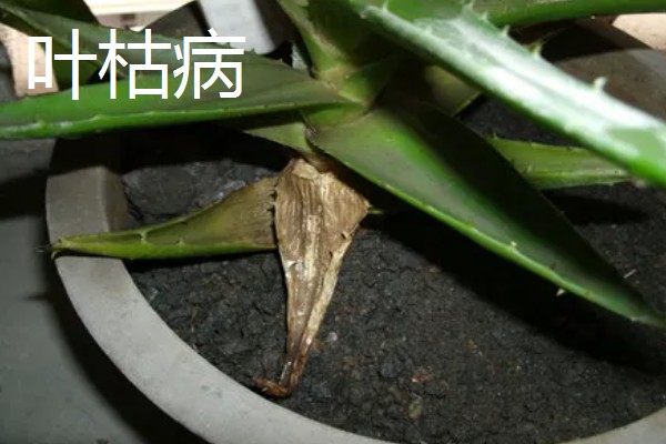 芦荟女王的病虫害如何防治，不同病害的防治方法不同