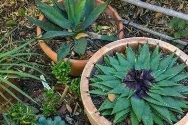 芦荟女王的病虫害如何防治，不同病害的防治方法不同