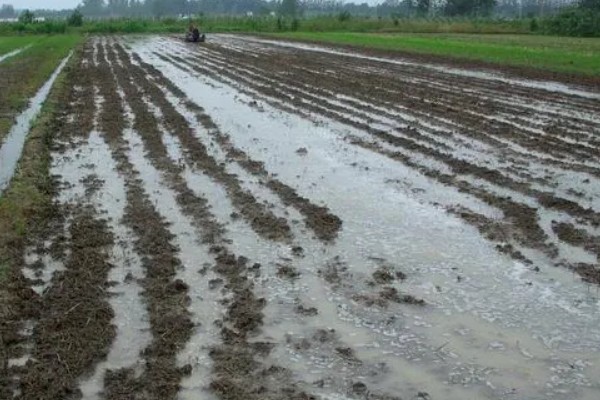 水稻的施肥时间，栽种秧苗后的半个月施加分蘖肥