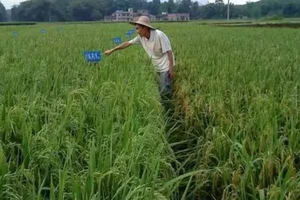 水稻的施肥时间，栽种秧苗后的半个月施加分蘖肥