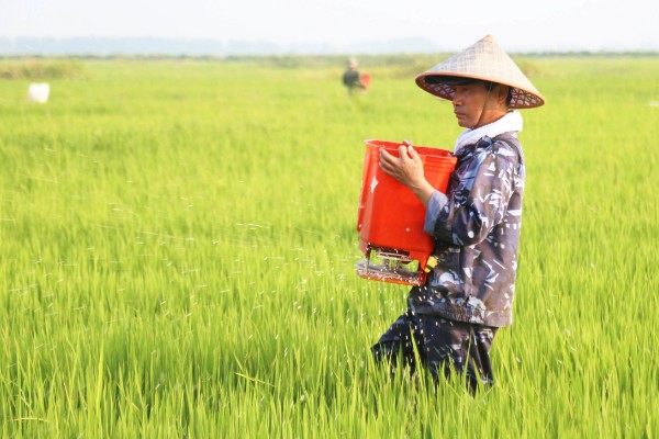 水稻的施肥时间，栽种秧苗后的半个月施加分蘖肥