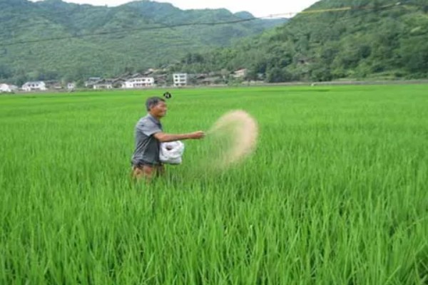 水稻的施肥时间，栽种秧苗后的半个月施加分蘖肥