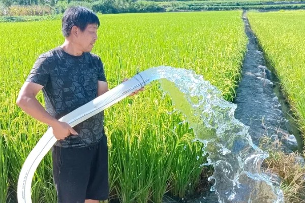 水稻的施肥时间，栽种秧苗后的半个月施加分蘖肥