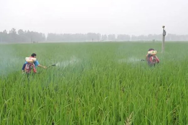水稻的施肥时间，栽种秧苗后的半个月施加分蘖肥