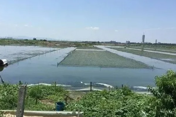 青蟹的养殖技术，水温在10-30度为佳
